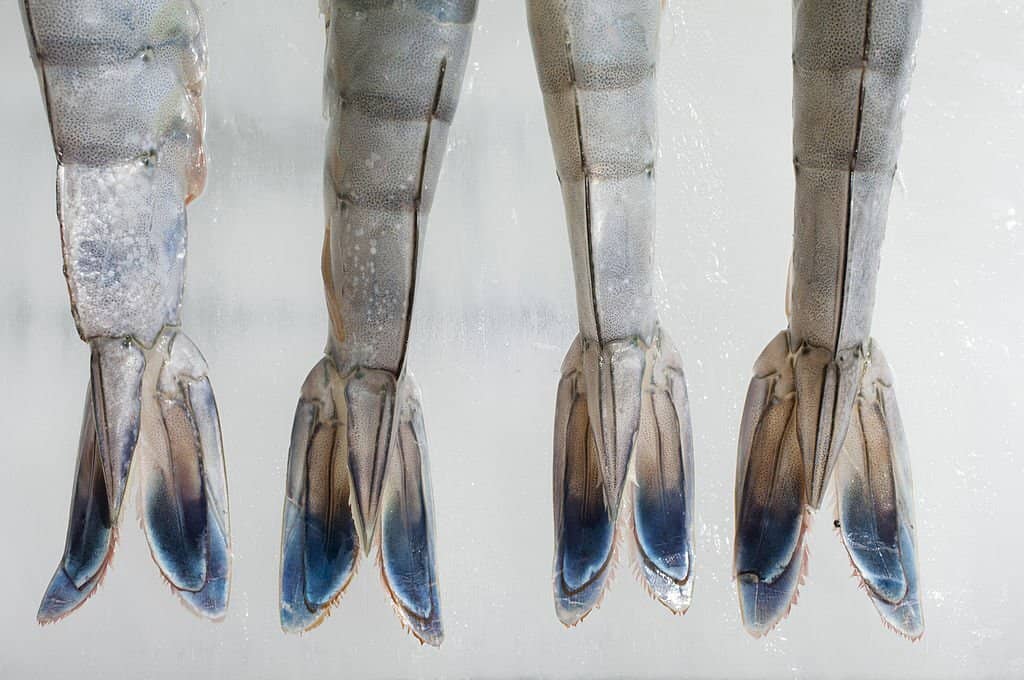 Are Shrimp Tails Hard to Digest